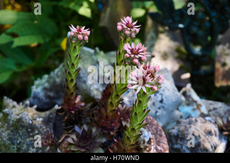 Extrêmement rare et beau jardin très soigné avec une espèces de fleurs Banque D'Images