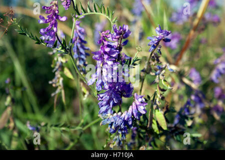 Petites fleurs pourpres, vesces, au bord de la route dans la région de North Lanarkshire Banque D'Images