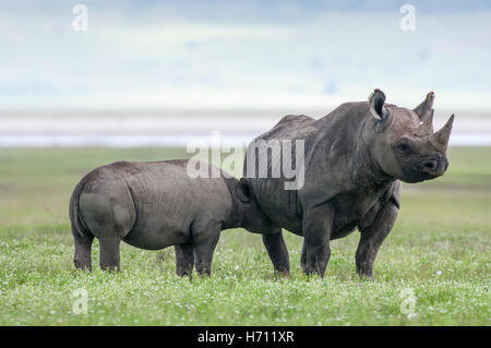 Le rhinocéros noir femelle et veau suckling (Diceros bicornis), le cratère du Ngorongoro, en Tanzanie Banque D'Images