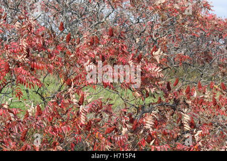Vinaigrier rouge, automne/automne feuilles colorées. Aux fruits rouges cônes remplis (Bob's) dans l'Est de l'Ontario. Banque D'Images