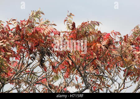 Vinaigrier rouge, automne/automne feuilles colorées. Aux fruits rouges cônes remplis (Bob's) dans l'Est de l'Ontario. Banque D'Images