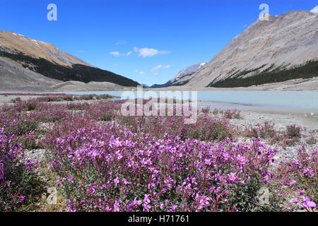 Fleurs sauvages dans les montagnes. Rocheuses Canadiennes. Le Parc National Jasper, Alberta, Canada Banque D'Images