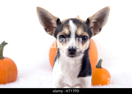 Chihuauha avec citrouilles Banque D'Images