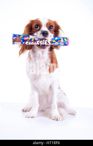 Avec chien chocolat smarties en studio. King Charles Spaniel.cavalier king charles spaniel en studio Banque D'Images