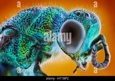 Sharp extrême et l'étude détaillée de Chrysis fulgida empilés pris avec microscope, bijou métallique macro wasp Banque D'Images