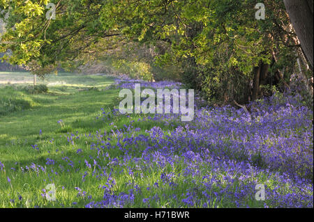 Bluebells de croître à la bordure du champ, à côté de la forêt, Bentley, Suffolk, Mai Banque D'Images