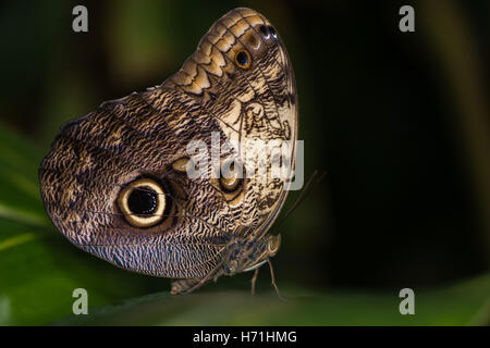Papillon hibou géant (Caligo memnon). Le Centre et le sud-américain énorme de la famille Nymphalidae Banque D'Images
