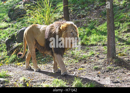 Un homme lion africain,Panthera leo, marche lentement Banque D'Images