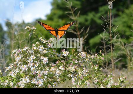 Papillon monarque en vol dans la zone d'aster. Banque D'Images