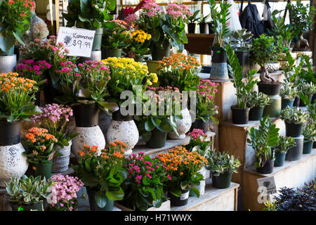Vancouver, Canada : des fleurs tropicales en vente au marché public de Granville Island. Banque D'Images