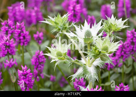 Eryngium giganteum 'Silver Ghost' et Stachys officinalis 'Hummelo'. Banque D'Images