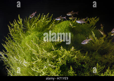 Paysage sous-marin. Plantés d'eau douce tropicaux d'aquarium avec poissons. Banque D'Images