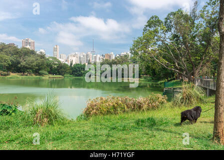 Sao Paulo, Brésil - 15 octobre 2016 : l'homme et son chien appréciant l'Aclimacao Park. Il a été le premier zoo de São Paulo et fondée Banque D'Images