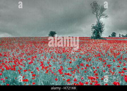 Champ de coquelicots près de Llangollen dans le Nord du Pays de Galles se démarquer dans une mer de rouge Banque D'Images