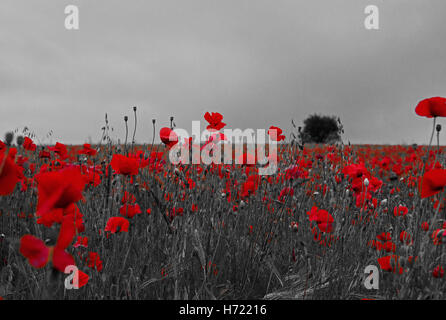 Champ de coquelicots près de Llangollen dans le Nord du Pays de Galles se démarquer dans une mer de rouge Banque D'Images