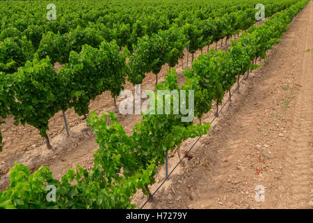 Un vignoble près de Valensole.Provence,France Banque D'Images