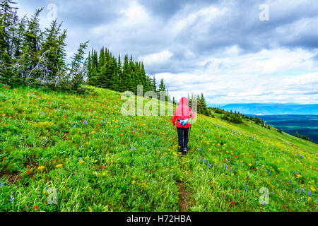 Senior woman une randonnée dans les alpages de haute montagne Tod dans le Highlands of British Columbia Shuswap Banque D'Images