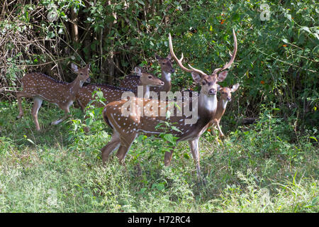 Spotted Deer, (Axis axis) Banque D'Images