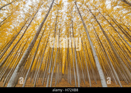 Poplar Tree Farm Symétrie de Boardman Oregon en automne Banque D'Images