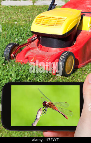 Insectes jardin téléphone téléphone shine brille sereine lumière lucent ensoleillée lumineux jardin sur le terrain de l'été photo summerly Banque D'Images