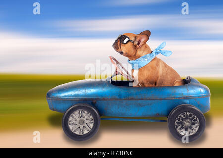 animaux domestiques Banque D'Images