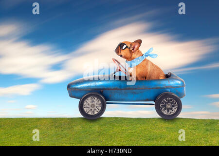 animaux domestiques Banque D'Images