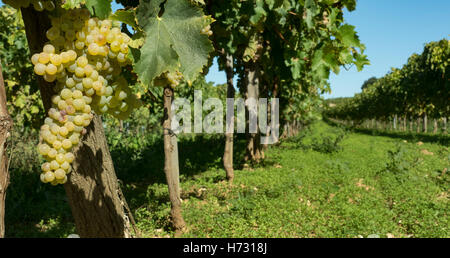 Un gros bouquet de raisins blancs mûrs se bloque dans l'avant-plan d'une rangée de vignes. Banque D'Images