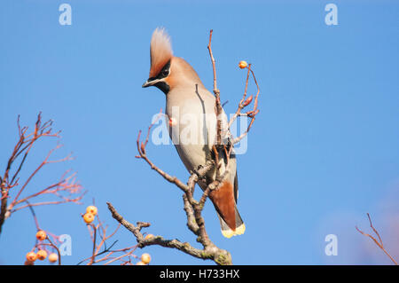 Jaseur boréal (Bombycilla garrulus) se nourrissant de sorbier (Sorbus aucuparia) petits fruits, Norwich, Norfolk, Angleterre Banque D'Images