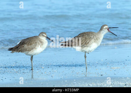 Willet (Tringa semipalmata) reposant sur le rivage de la ligne de marée, Florida, USA Banque D'Images