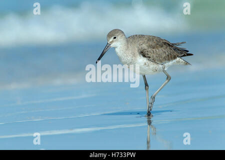 Willet (Tringa semipalmata) reposant sur le rivage de la ligne de marée, Florida, USA Banque D'Images