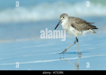 Willet (Tringa semipalmata) reposant sur le rivage de la ligne de marée, Florida, USA Banque D'Images