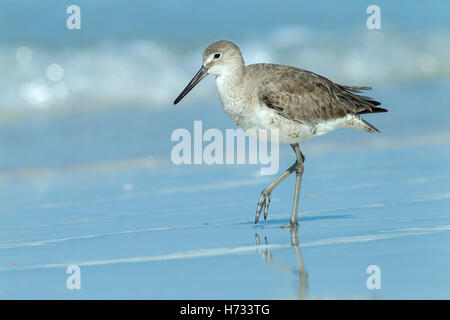 Willet (Tringa semipalmata) reposant sur le rivage de la ligne de marée, Florida, USA Banque D'Images