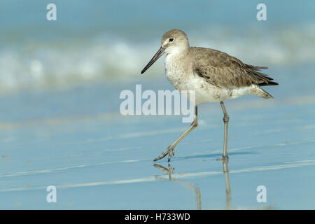 Willet (Tringa semipalmata) reposant sur le rivage de la ligne de marée, Florida, USA Banque D'Images