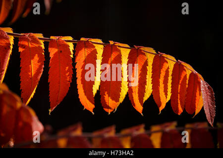 A sumac shrub in Worcestershire, UK Banque D'Images