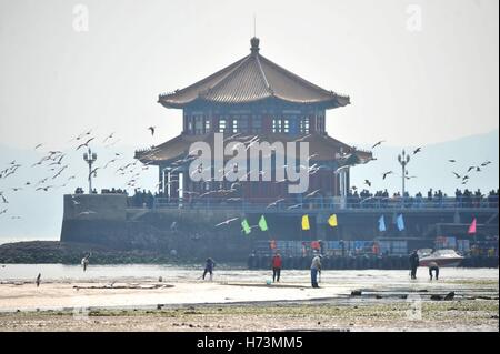 Qingdao, Qingdao, Chine. 2e Nov, 2016. Les mouettes volent à tête noire dans la plage près de la mer à Qingdao, pont de l'est de la Chine La province du Shandong, le 2 novembre 2016. Après la marée astronomique liée, les touristes affluent à la plage près de la mer pré-pont pour des visites touristiques et l'alimentation des Goélands à tête noire. Crédit : SIPA Asie/ZUMA/Alamy Fil Live News Banque D'Images