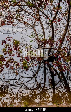 Dawu. 2e Nov, 2016. Photo prise le 2 novembre 2016 montre les arbres de suif chinois dans un lac du village de Luotian Dawu, comté de la province du Hubei en Chine centrale. L'Arbre à suif chinois Sapium sebiferum, connu sous le nom d'un point de vue scientifique, est un bon matériau pour les meubles, et sa résine et peut produire de l'huile pour l'usage industriel. © Du Huaju/Xinhua/Alamy Live News Banque D'Images
