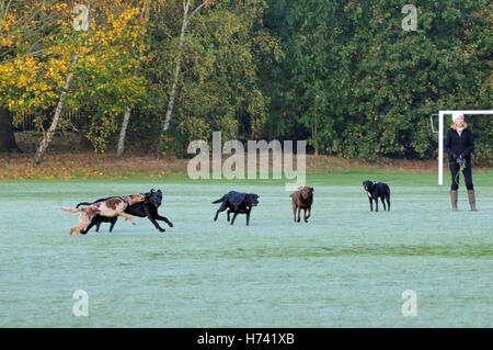 Londres, Royaume-Uni. 3 novembre, 2016. Météo britannique. Tôt le matin le givre sur Wandsworth Battersea, commune de vague de froid en approche. Credit : JOHNNY ARMSTEAD/Alamy Live News Banque D'Images