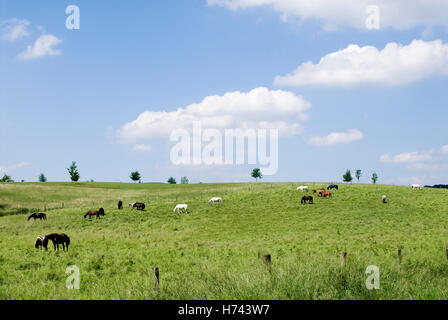 Des chevaux dans un pré vert sous un ciel bleu, près de Düsseldorf, Rhénanie du Nord-Westphalie Banque D'Images