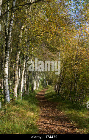 Chemin à travers la forêt de bouleaux dans le Venner Moor Naturschutzgebiet réserve naturelle, région de Münster, Rhénanie du Nord-Westphalie Banque D'Images