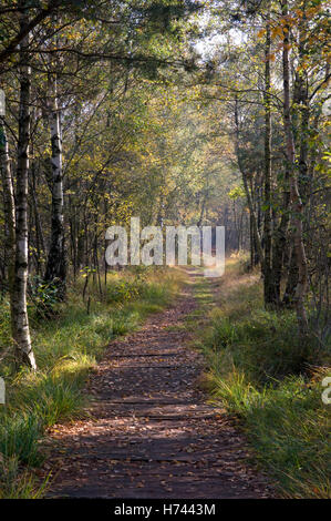 Chemin à travers la forêt de bouleaux dans le Venner Moor Naturschutzgebiet réserve naturelle, région de Münster, Rhénanie du Nord-Westphalie Banque D'Images