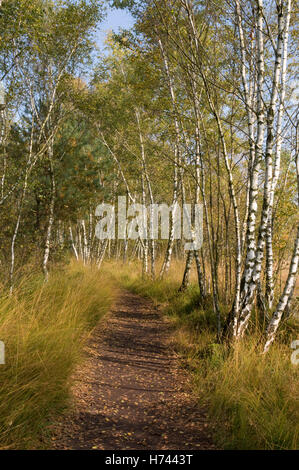 Chemin à travers la forêt de bouleaux dans le Venner Moor Naturschutzgebiet réserve naturelle, région de Münster, Rhénanie du Nord-Westphalie Banque D'Images