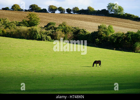 Un cheval broute dans un pré sur la colline près de Lilley Hollybush dans le Hertfordshire, en Angleterre. Banque D'Images