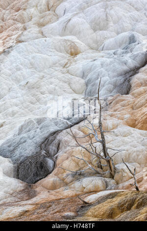 Mammoth Hot Springs Banque D'Images