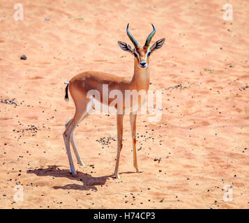 La gazelle d'Arabie dans le désert d'une réserve de conservation près de DUBAÏ, ÉMIRATS ARABES UNIS Banque D'Images