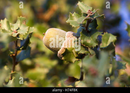 Evergreen indigènes mediterranean plant - chêne kermès Quercus coccifera . Acorn. Bush panaché de Chypre Banque D'Images