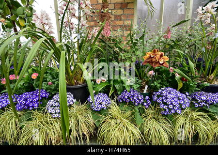 Diverses plantes cultivées à l'intérieur d'une serre tempérée vintage. Banque D'Images