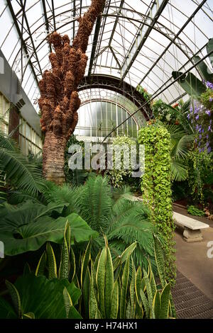 L'intérieur d'une serre tropicale vintage. Banque D'Images