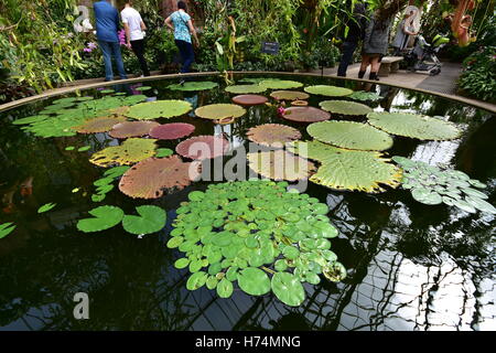 Plantes de l'eau flottant à la surface d'un étang circulaire dans une grande serre. Banque D'Images