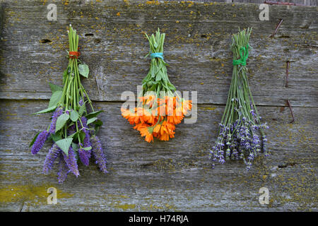 Bouquet fleurs herbes médicales sur l'ancien mur de la grange de ferme en bois. Marigold Calendula, lavande et Anis hysope Banque D'Images