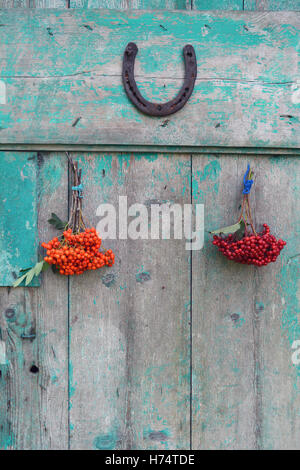 Symbole de chance old rusty horseshoe sur porte avec Rowan et viburnum berries bunch Banque D'Images